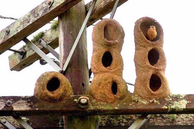 13 Animals That Are Masters Of Weaving Nests