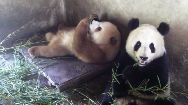 10 Rarest Animals You Might Not Have Seen Earlier