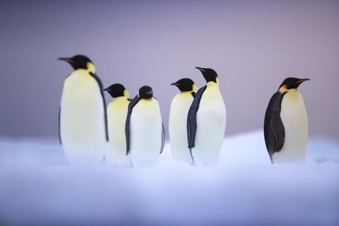 Amazing Wildlife Pictures With A Fascinating Story