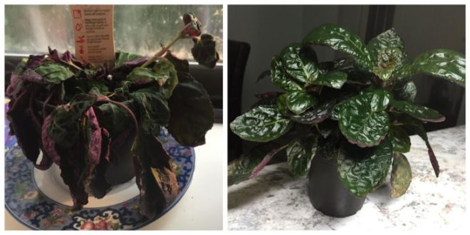 14 Plants And Their Surprising Transformations