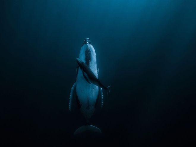 The Top 15 Entries From The HIPA Nature Photography Awards 2020