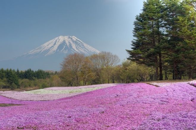 Beautiful Spring Season Pictures From Japan