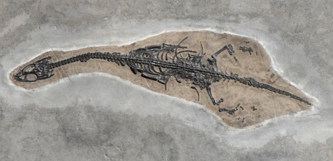 17 Animal Fossils That Unveil The Mysterious Creatures Of The Past