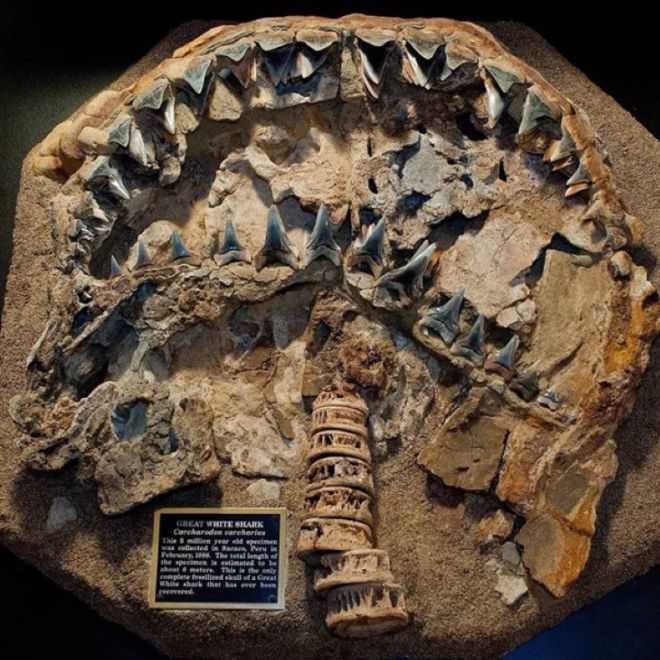 17 Animal Fossils That Unveil The Mysterious Creatures Of The Past