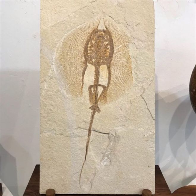 17 Animal Fossils That Unveil The Mysterious Creatures Of The Past