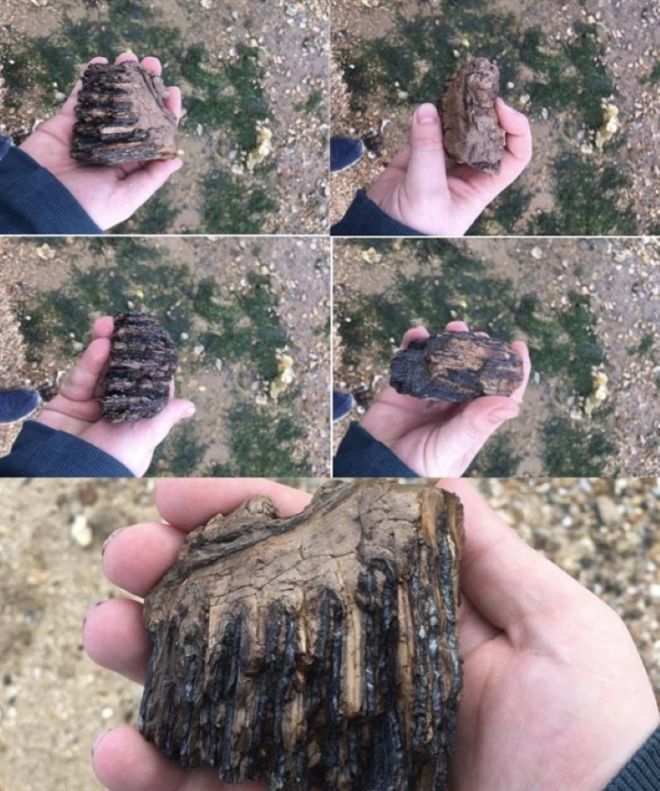 17 Animal Fossils That Unveil The Mysterious Creatures Of The Past