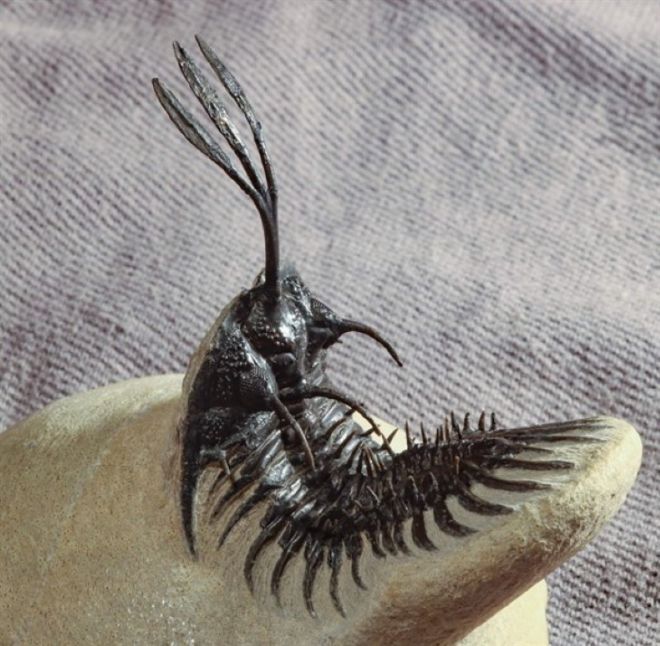 17 Animal Fossils That Unveil The Mysterious Creatures Of The Past