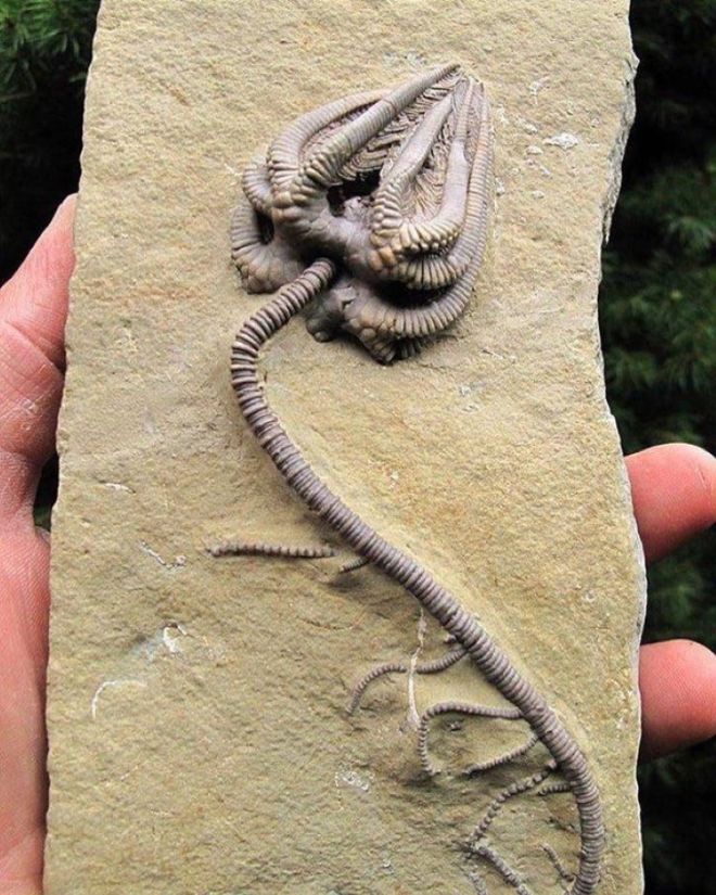 17 Animal Fossils That Unveil The Mysterious Creatures Of The Past