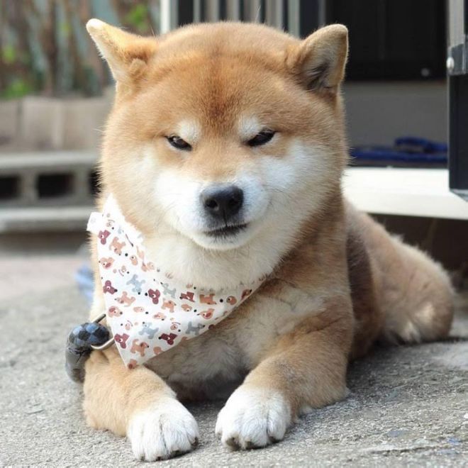 Meet Ryuji, The Most Expressive Shiba From Japan | Funzug.com