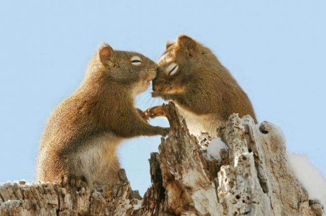 15 Touching Pictures Of Animals In Love