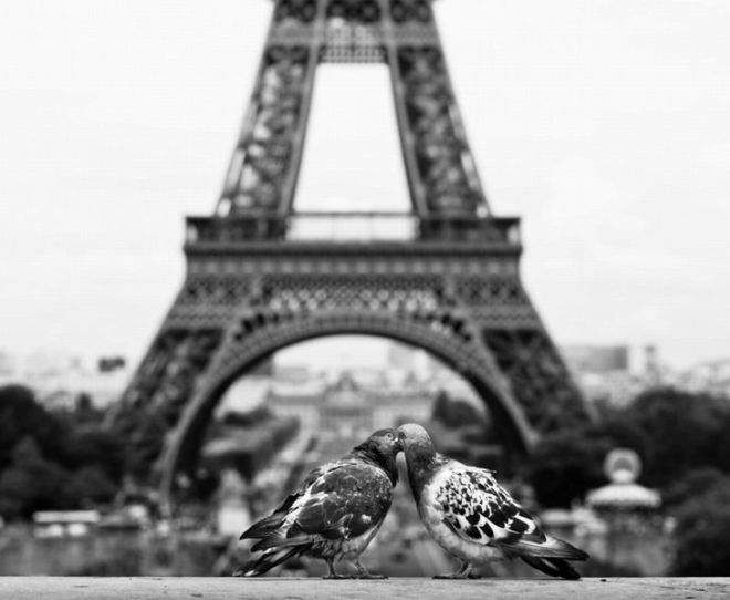 15 Touching Pictures Of Animals In Love