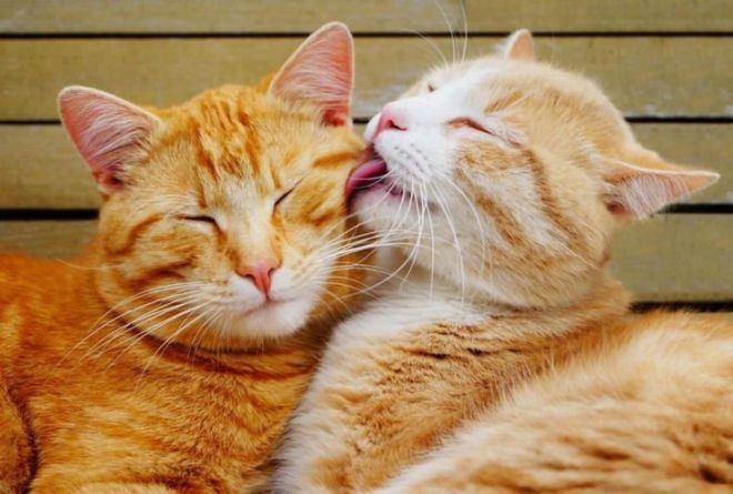 15 Touching Pictures Of Animals In Love