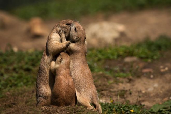 15 Touching Pictures Of Animals In Love