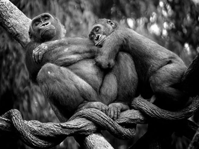 15 Touching Pictures Of Animals In Love