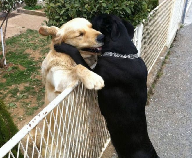 15 Touching Pictures Of Animals In Love