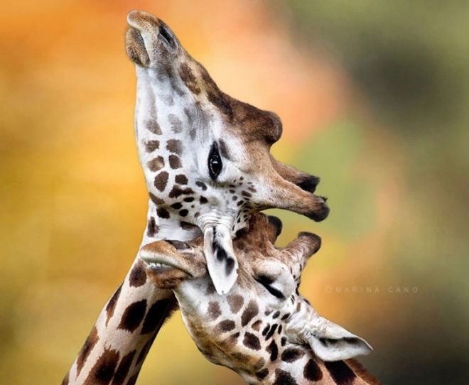 15 Touching Pictures Of Animals In Love