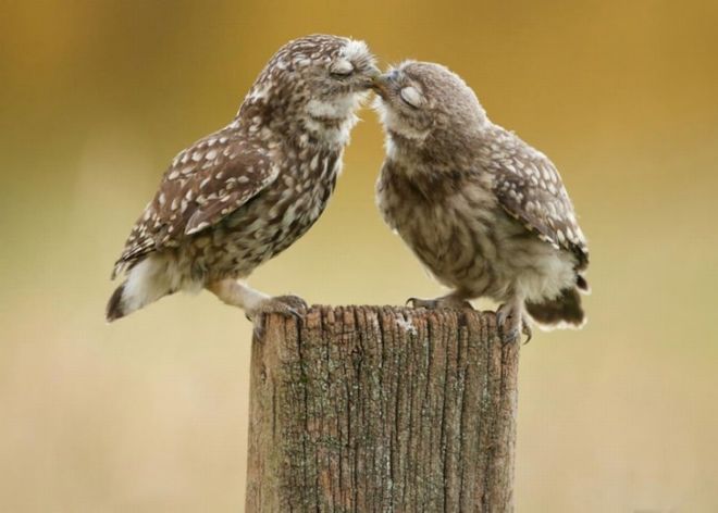 15 Touching Pictures Of Animals In Love