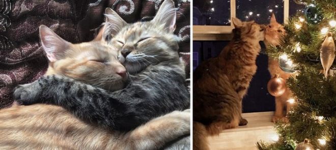 15 Touching Pictures Of Animals In Love