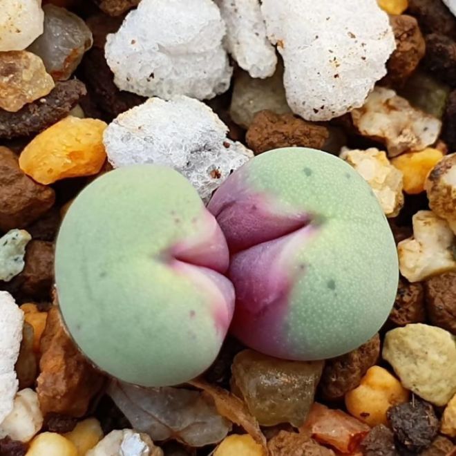 21 Most Amazing Succulent Plants