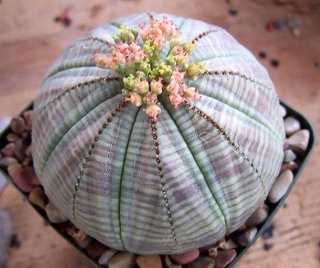 21 Most Amazing Succulent Plants
