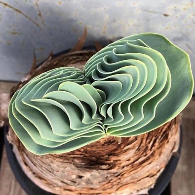 21 Most Amazing Succulent Plants