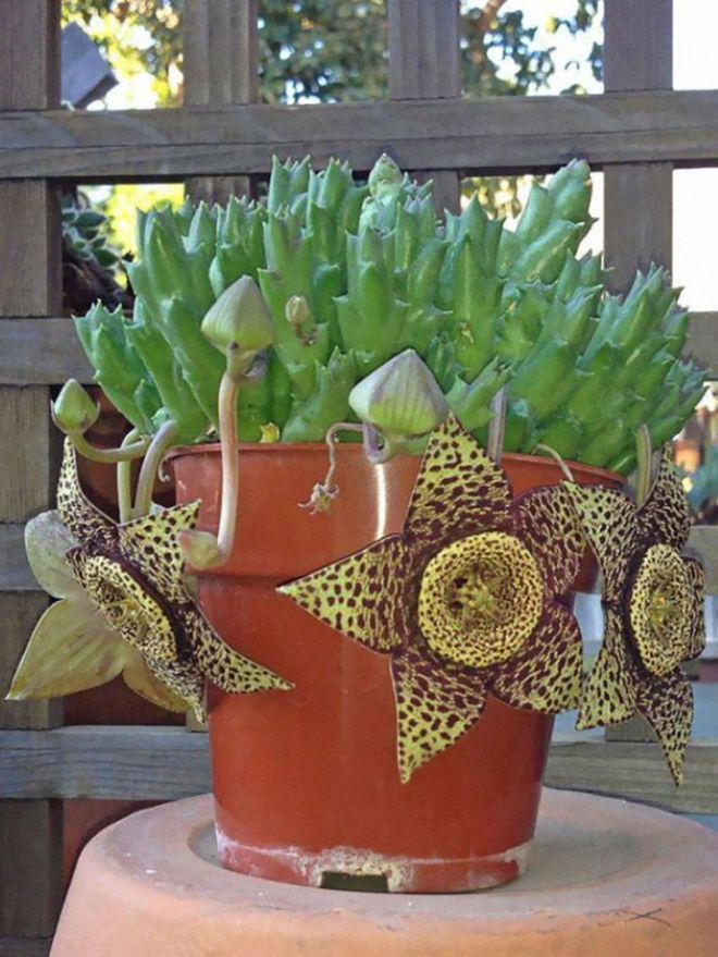21 Most Amazing Succulent Plants