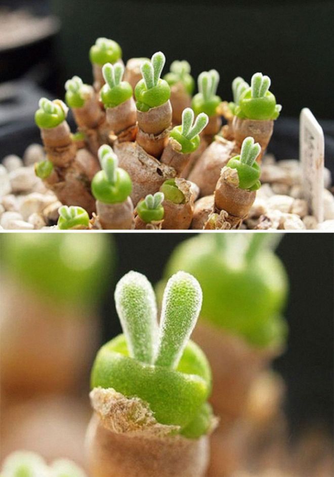 21 Most Amazing Succulent Plants