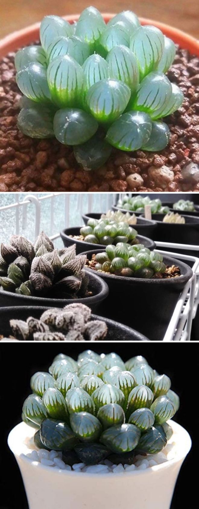 21 Most Amazing Succulent Plants