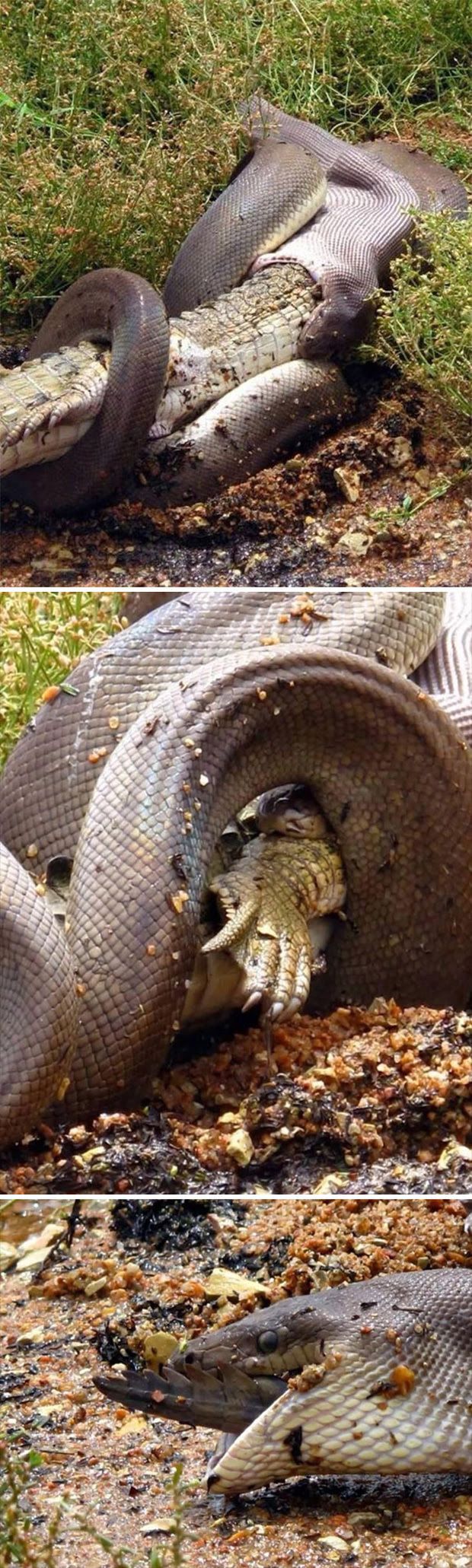 19 Real Photos That Prove Australia's Nature Is Scary As Hell