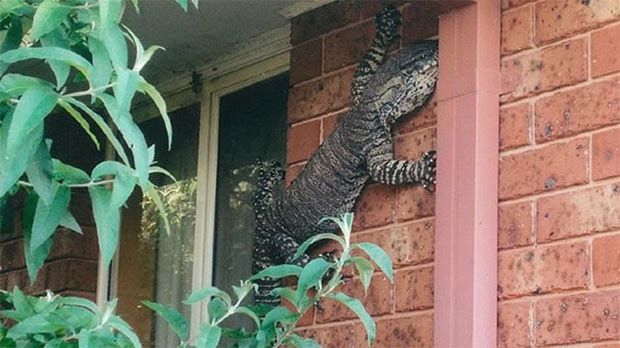19 Real Photos That Prove Australia's Nature Is Scary As Hell