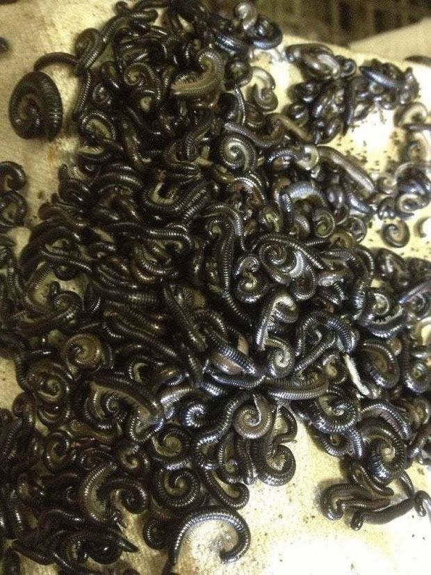 19 Real Photos That Prove Australia's Nature Is Scary As Hell