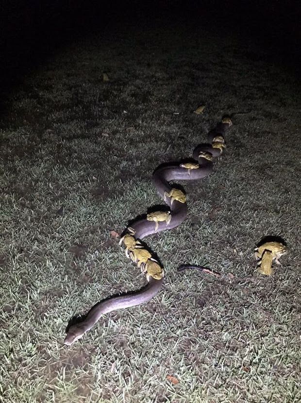 19 Real Photos That Prove Australia's Nature Is Scary As Hell