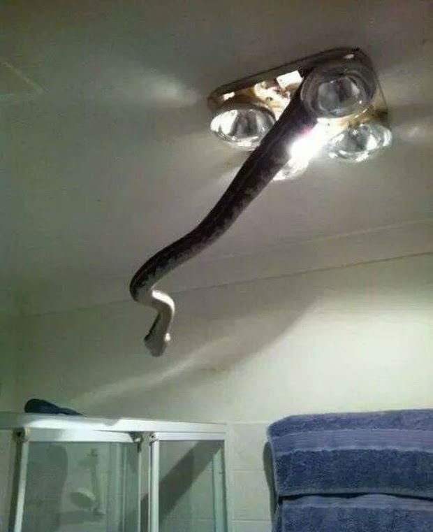 19 Real Photos That Prove Australia's Nature Is Scary As Hell